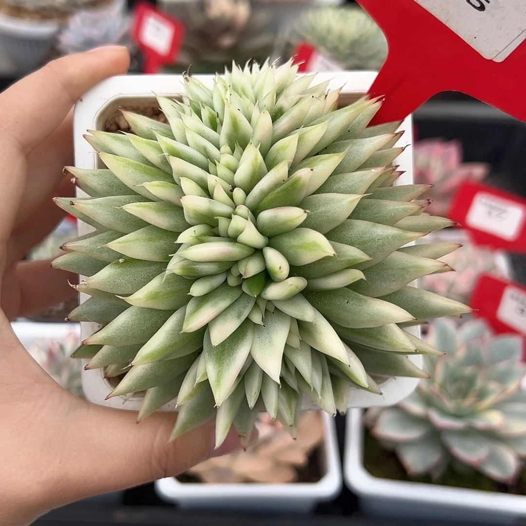 45号乌木锦缀多肉植物