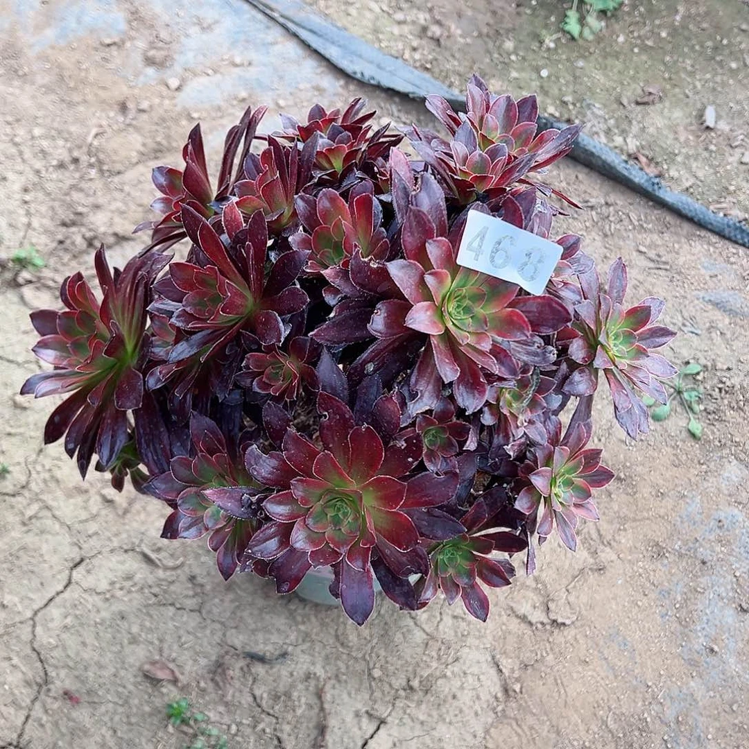 紫砂茶宠金丝缕老桩468