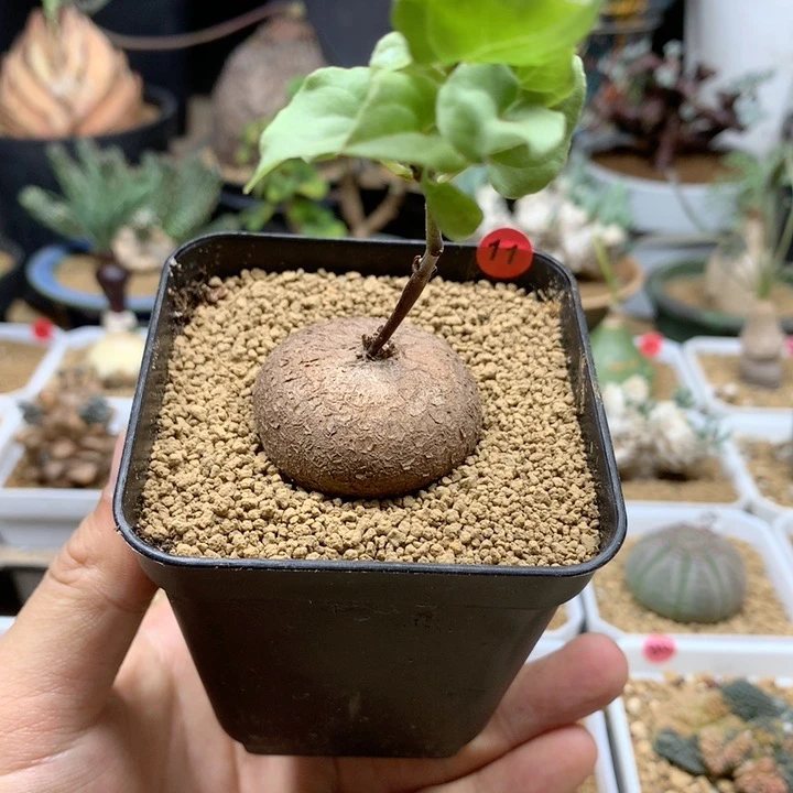 正圆南非龟甲龙带盆11