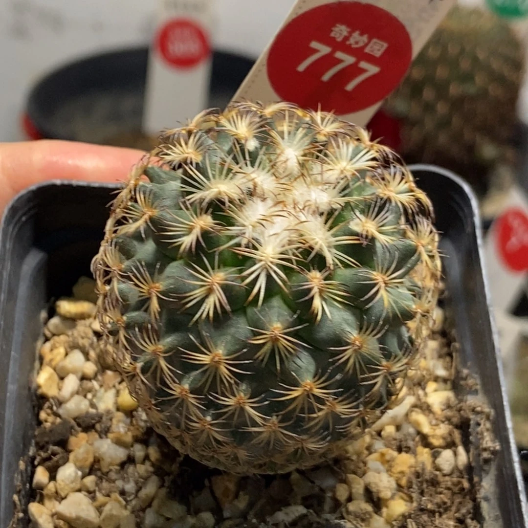 实生伊莎贝拉娇丽4.1cm