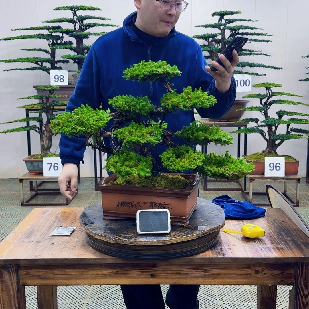 无花朵柏树造型盆景