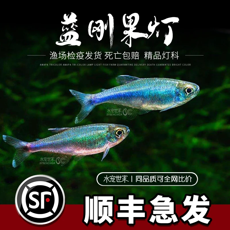 蓝刚果活体小型热带鱼蓝色灯鱼群游鱼七彩闪光蓝线灯科淡水草缸鱼