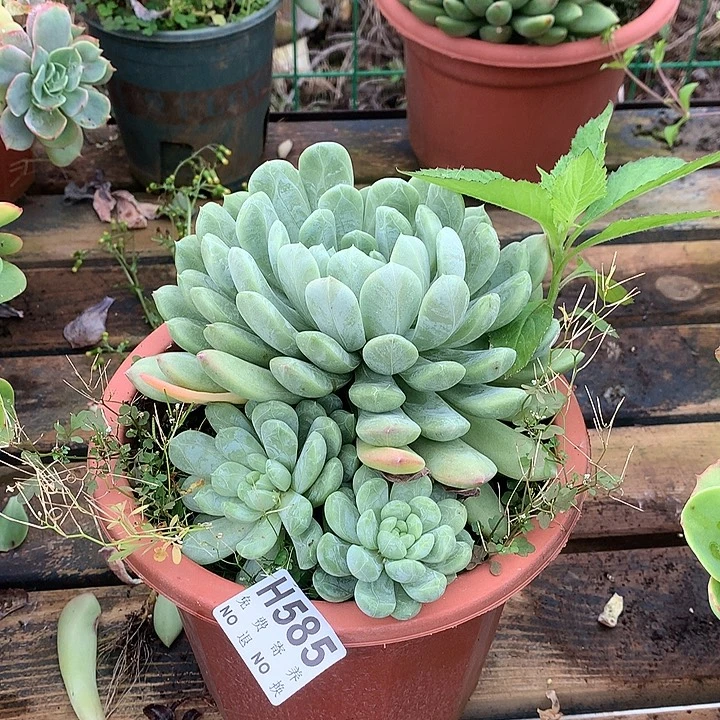 百搭翡翠  非偏远38包邮 节后发