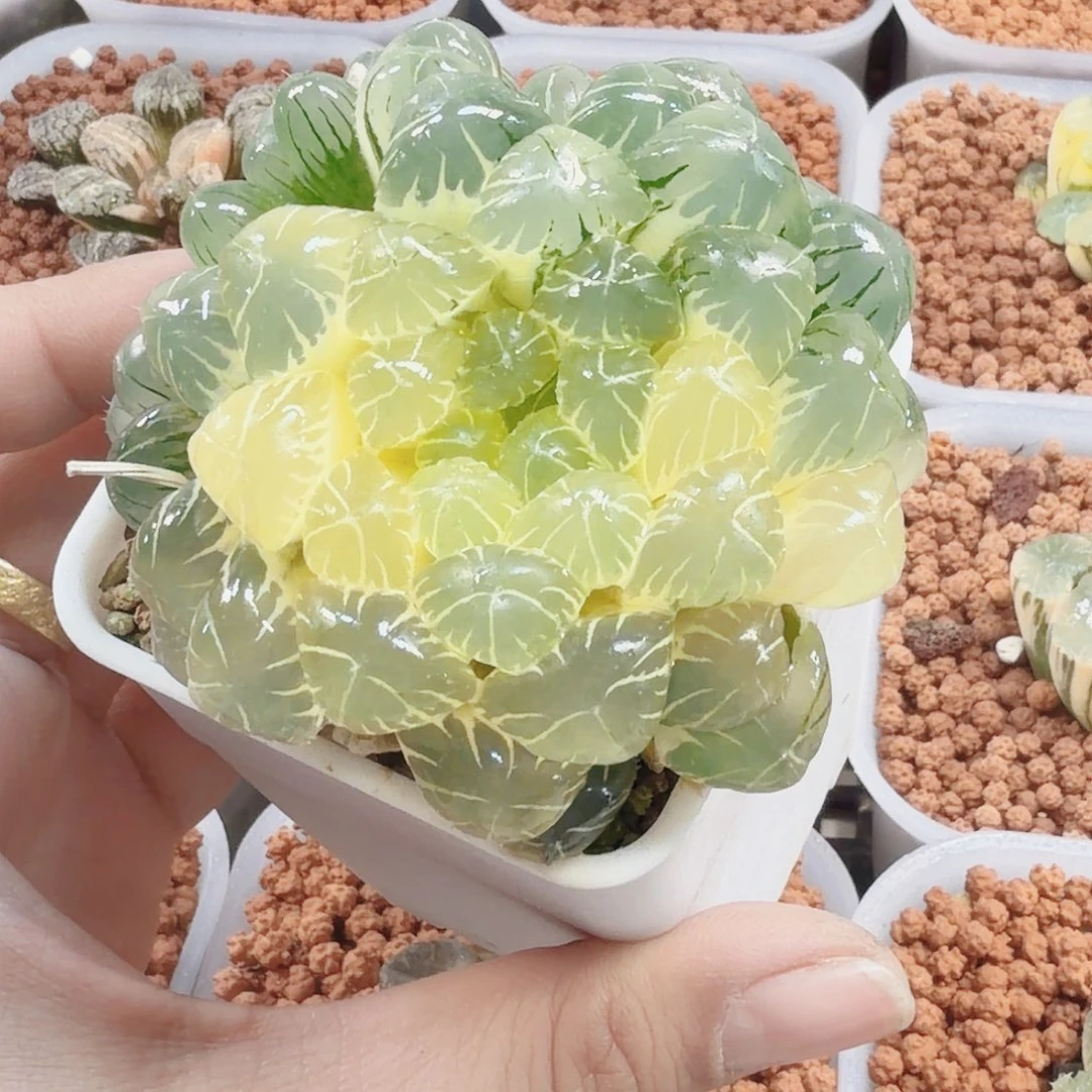 十二卷实生冰灯锦福利