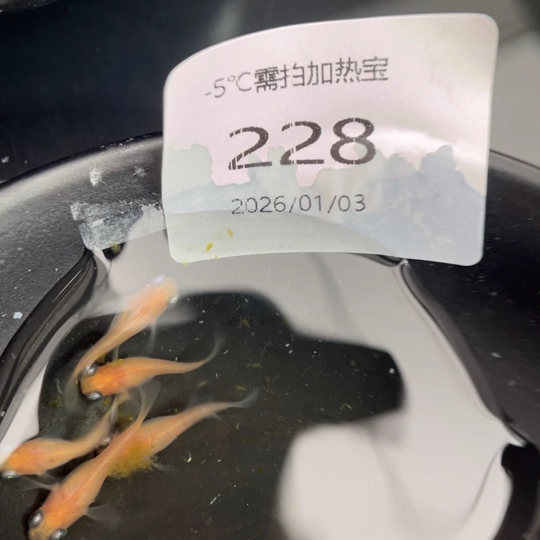 青鳉鱼228白出目五尾