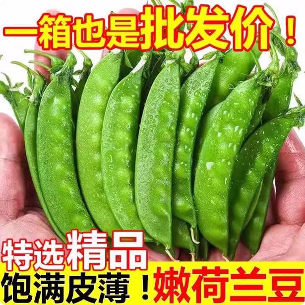 云南荷兰豆新鲜现摘菜豌豆角甜脆四季豆当季农家时令蔬菜嫩荚