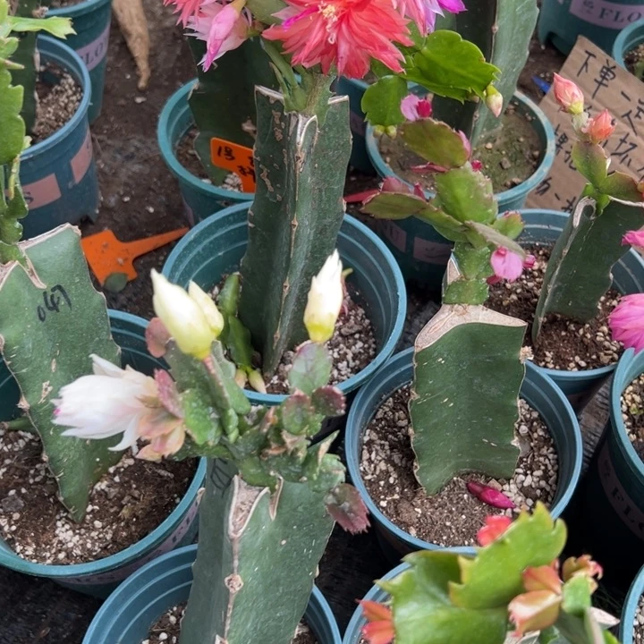 湖***司26号白色花朵0000000