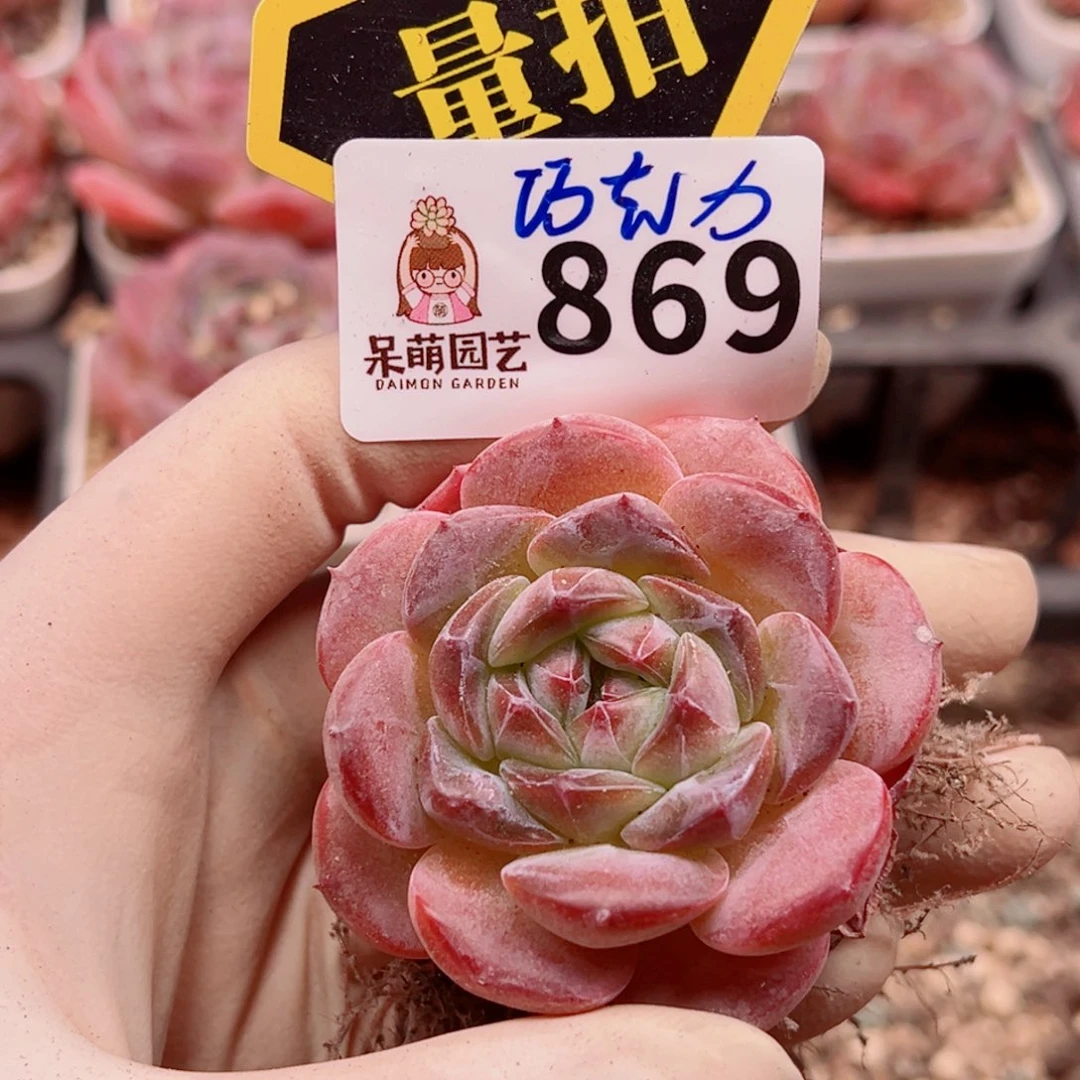 多肉植物多肉植物