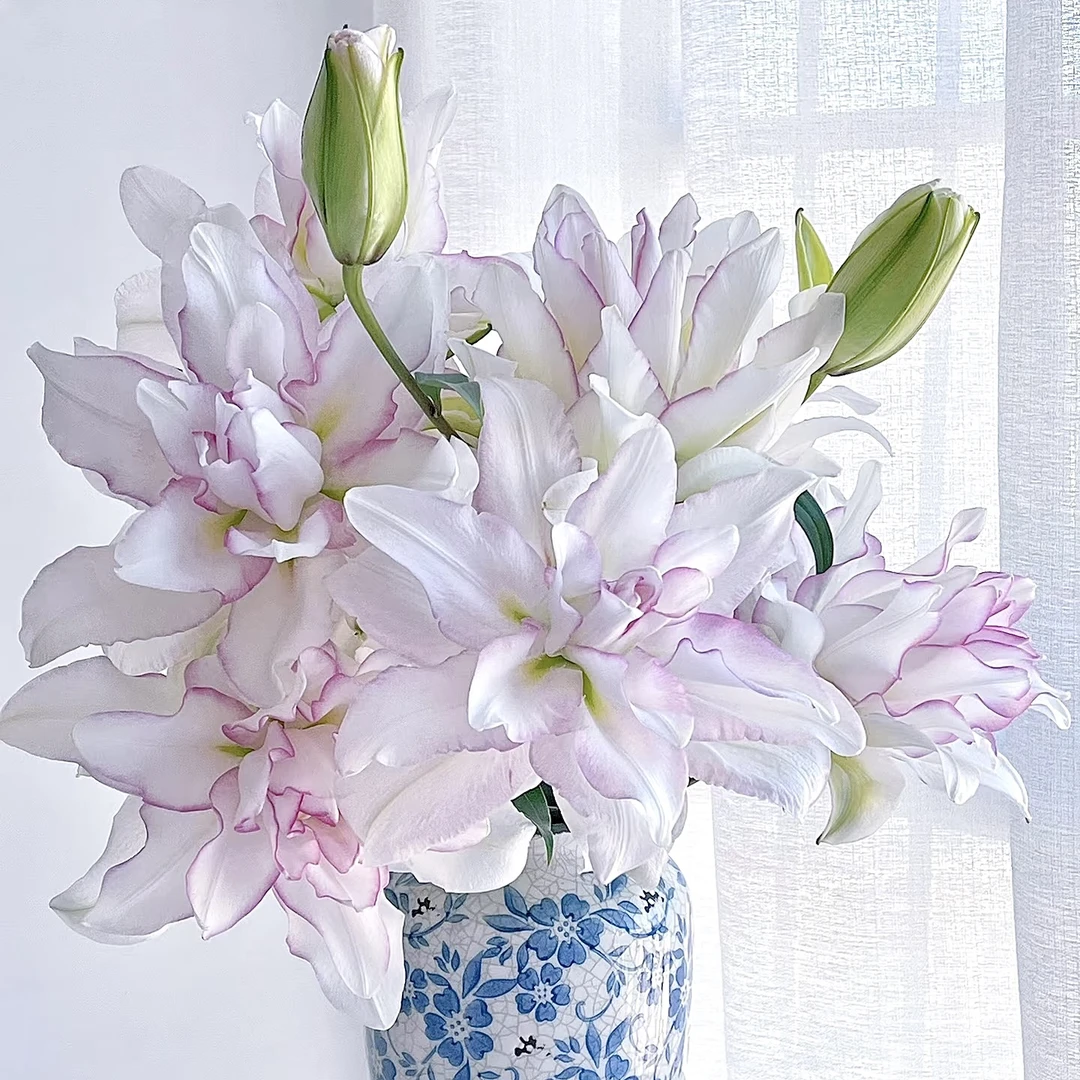 冰美人重瓣香水百合鲜花 (5度以下需拍保温棉 不拍冻坏不售后)