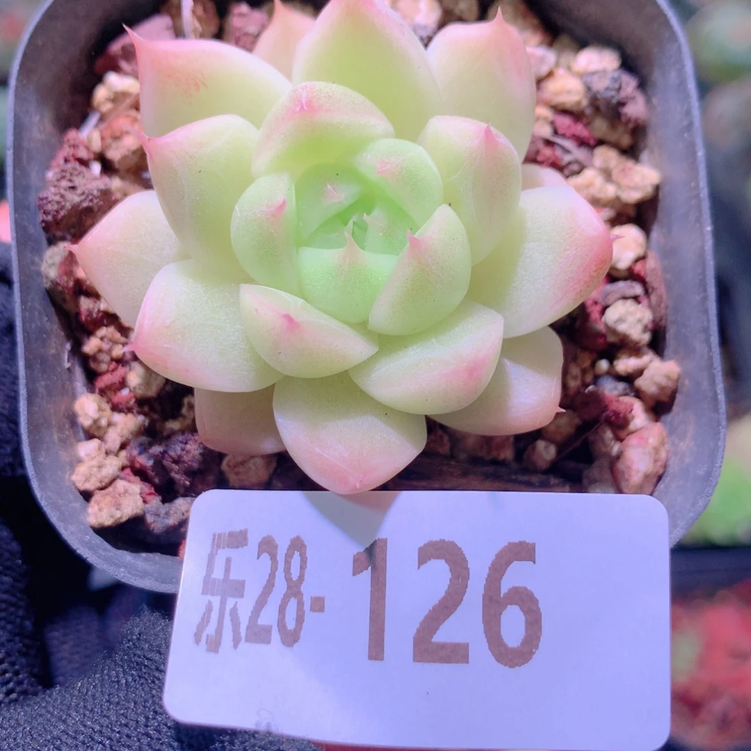 乐然28-126 麦秆单头