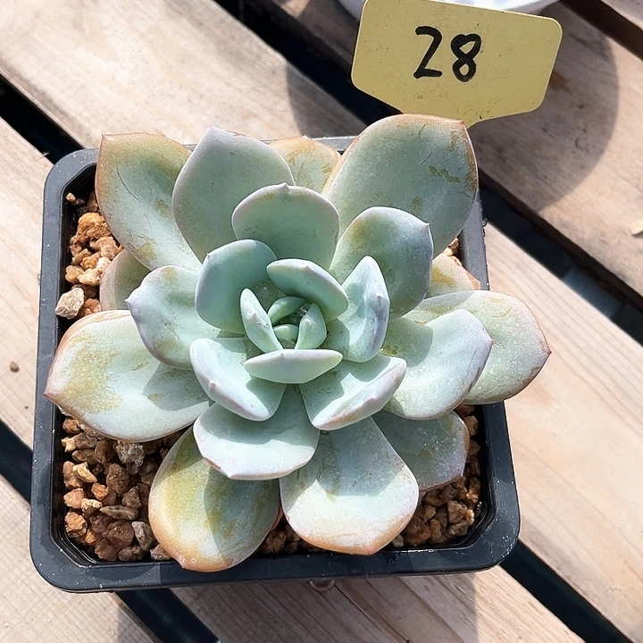 单头奶茶28号码牌子的话题了