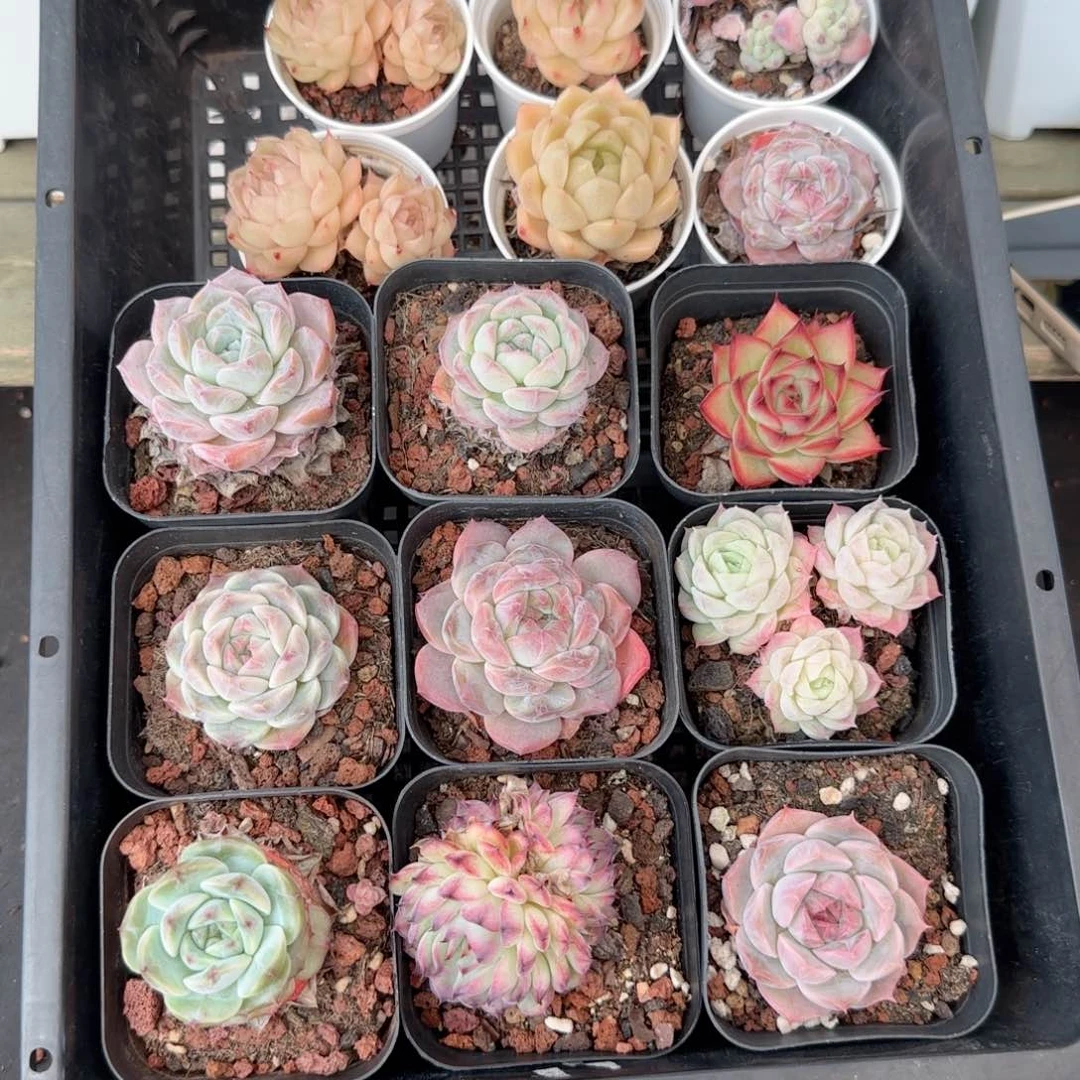 框拍多肉0118-135