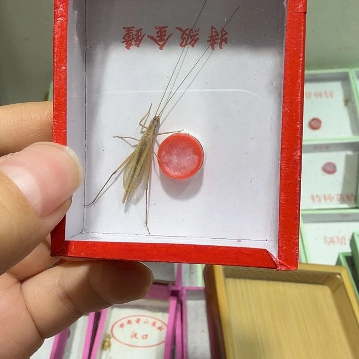 左***y鸣虫爬宠用具1盒。