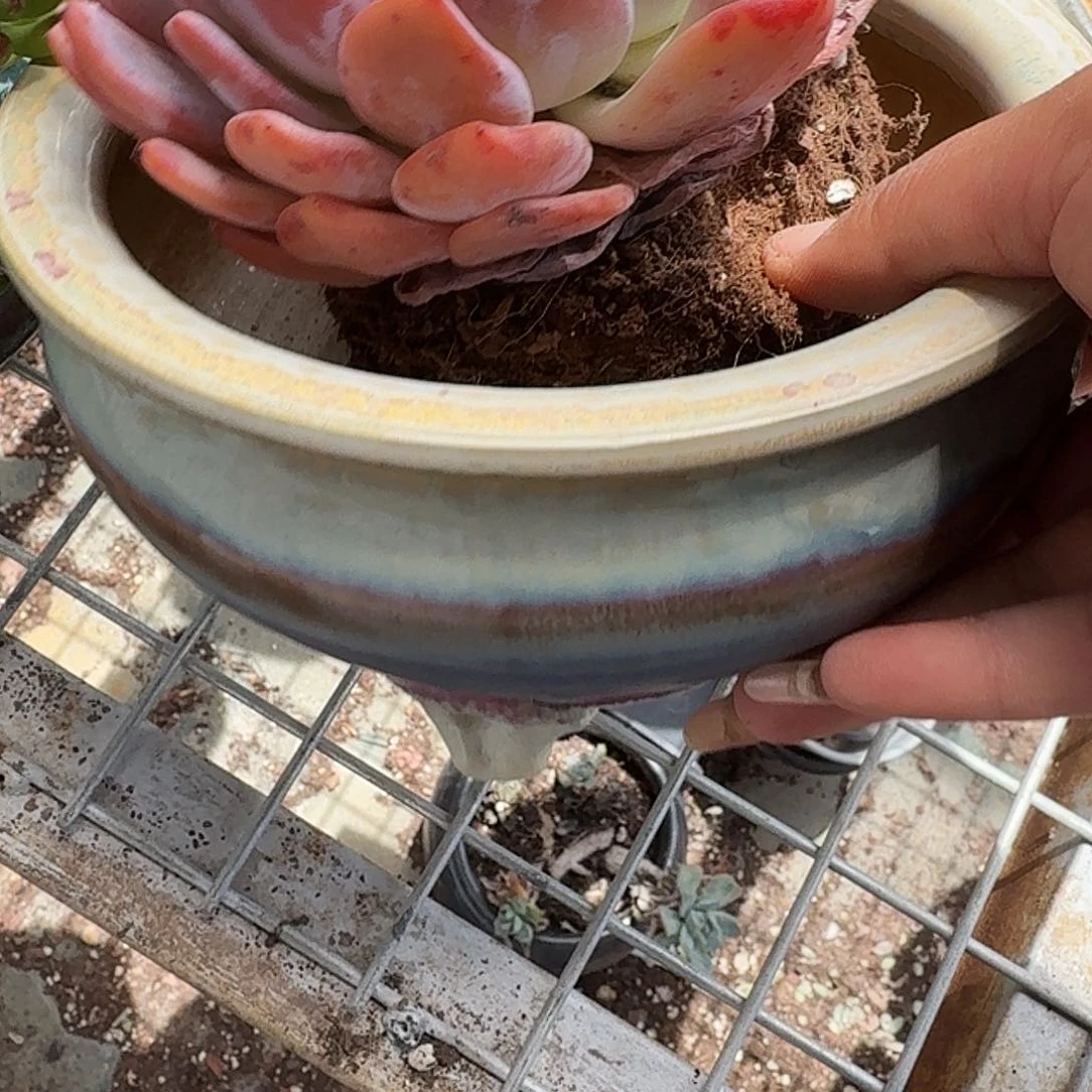 成梦露的花盆多肉植物