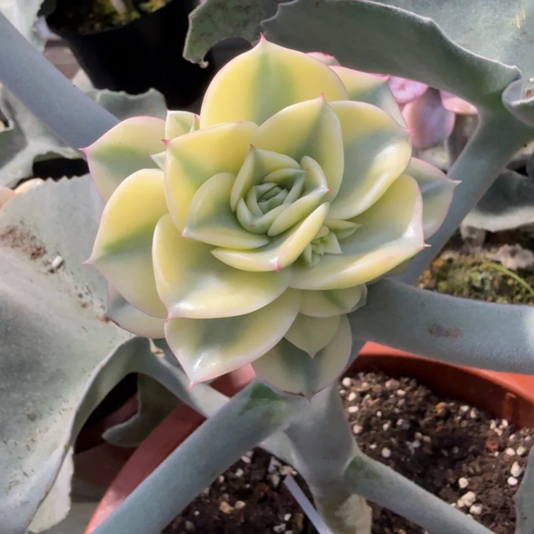 斗牛士超白锦群生，多肉锦