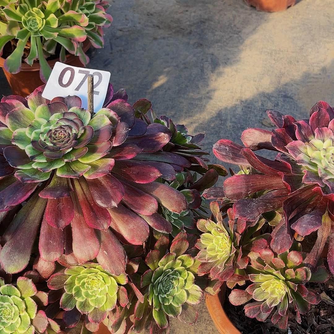 幸**伱水墨画072花脸071