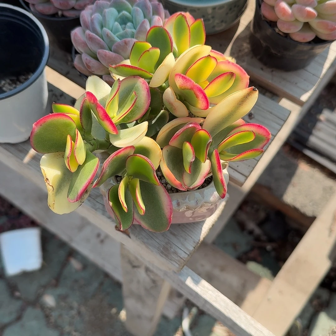 黄金花月锦不带盆