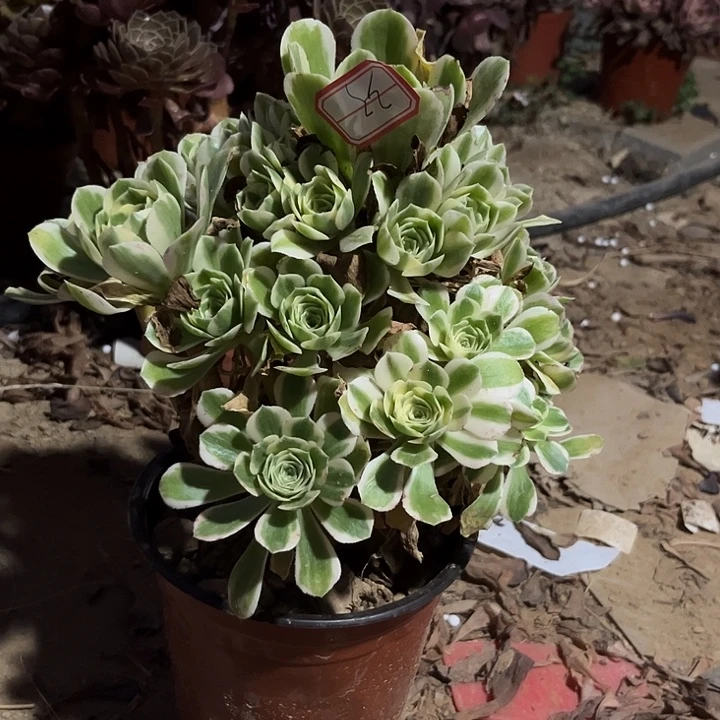 迈巴赫多肉植物33