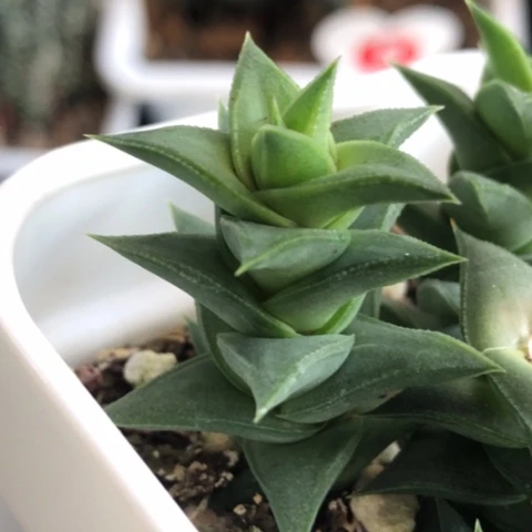 松挲掌侧牙现砍无根哈哈哈哈哈