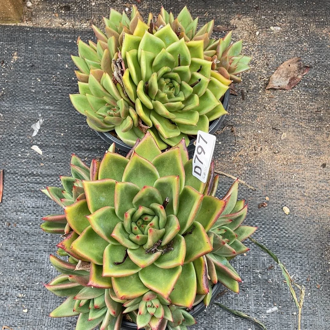 若如东云组拍D797