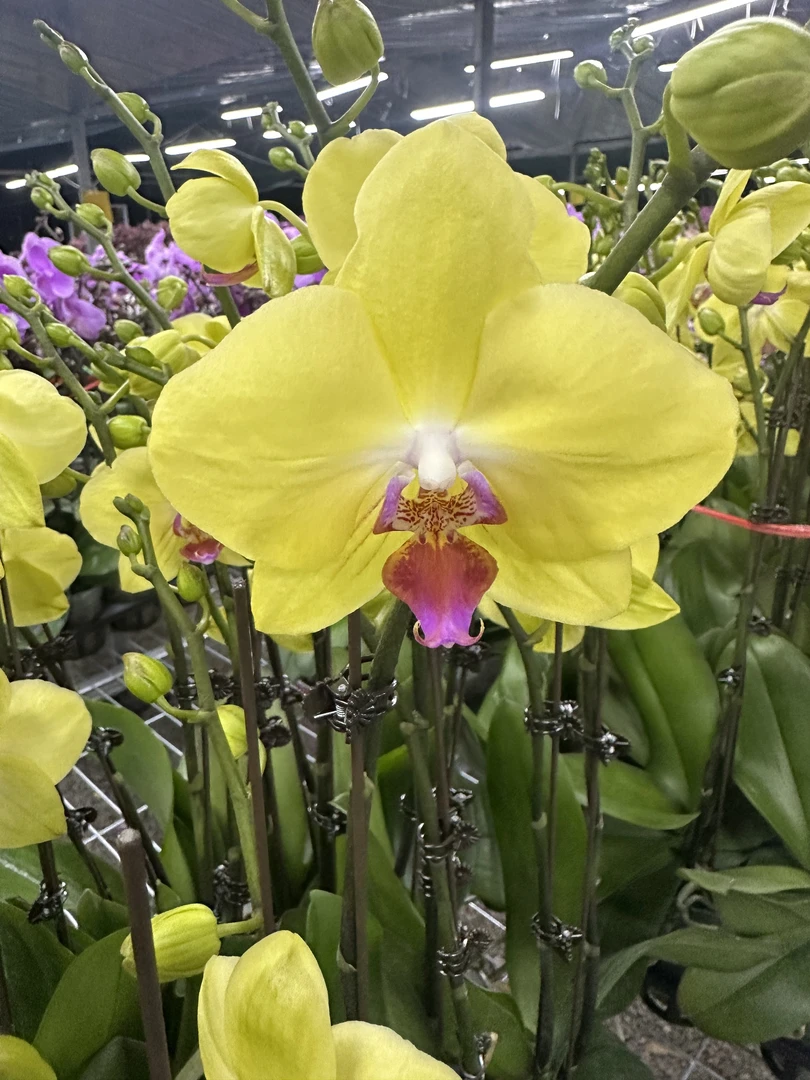 花之恋【富勒夕阳】蝴蝶兰鲜花