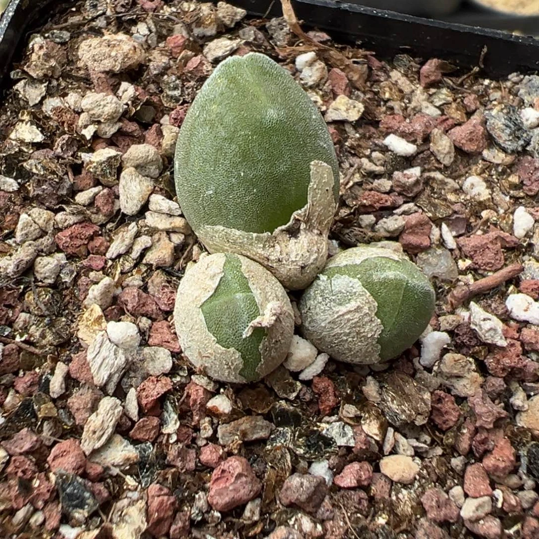 3-11哈莫兔子多肉植物，