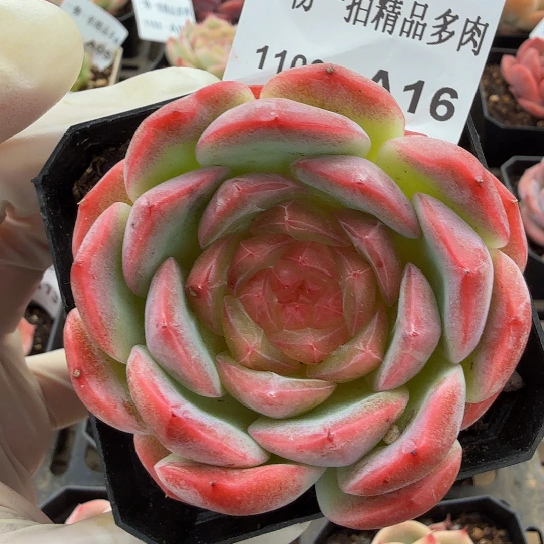 1103-A16单颗多肉珍妮