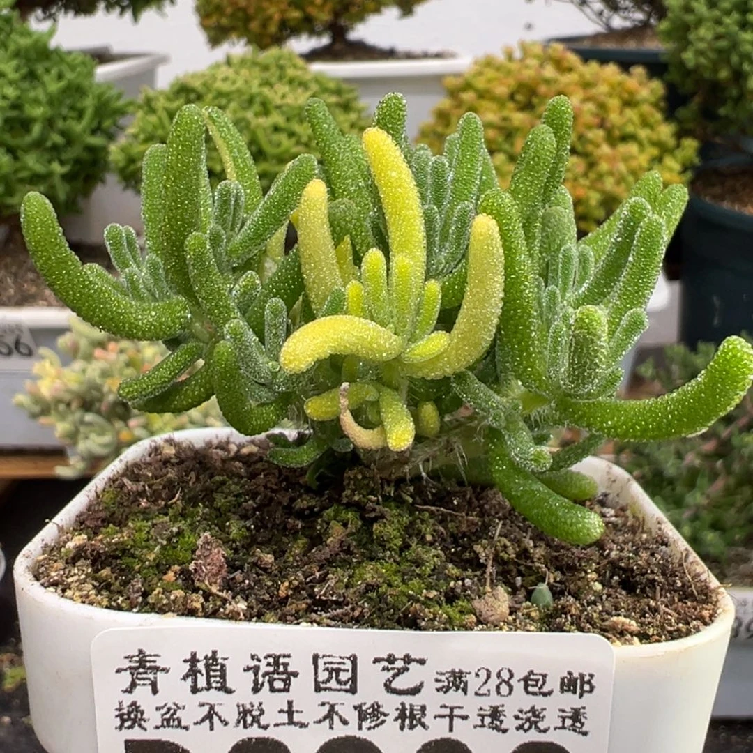 D3903荧光兔阴阳拉丝锦
