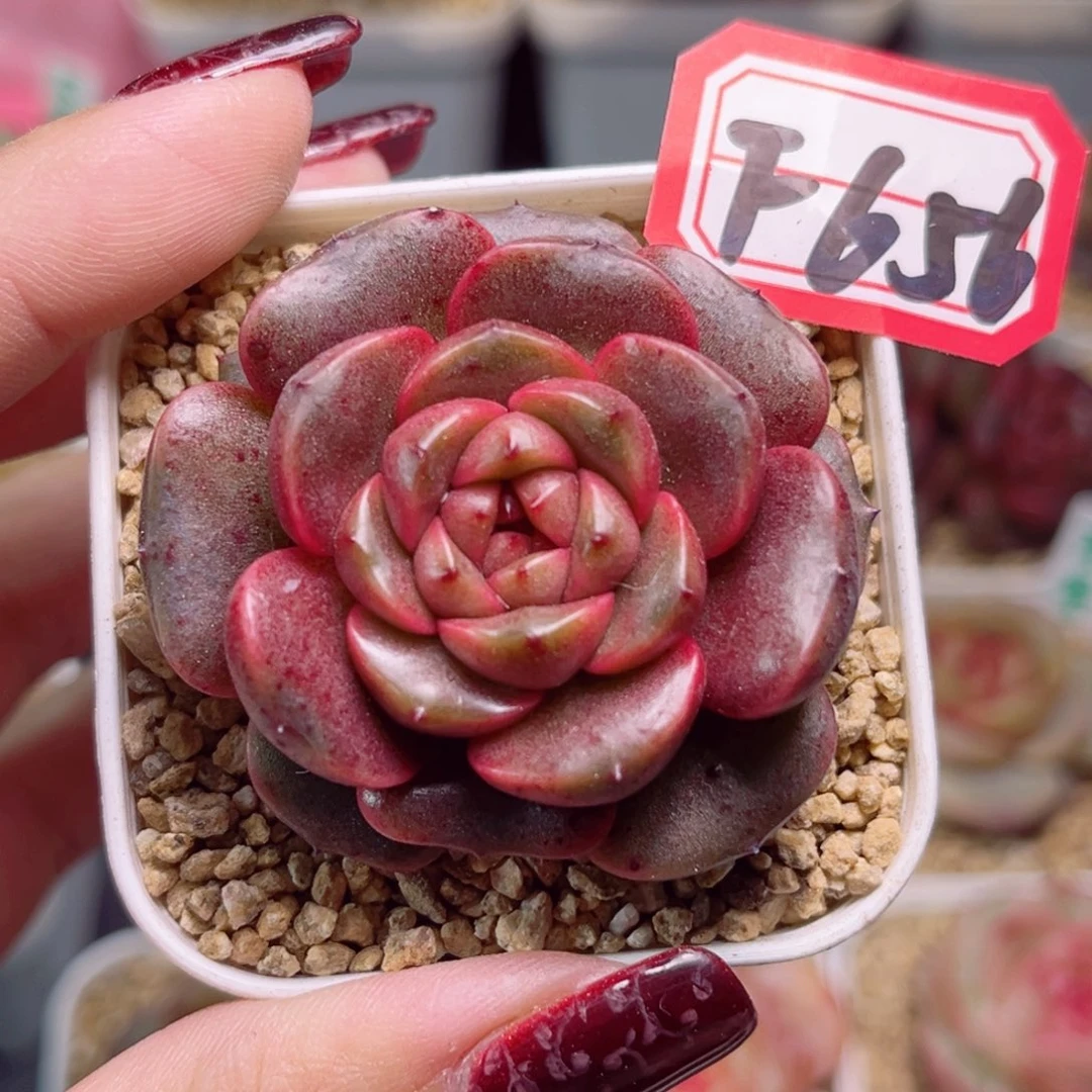 F656一物一拍 巧芯玫瑰