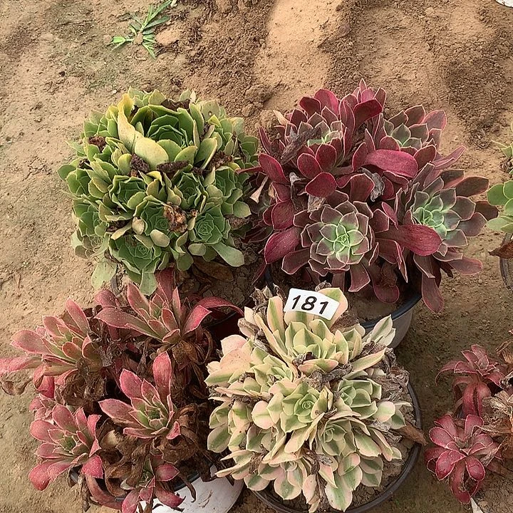无花朵181四颗多肉植物组合