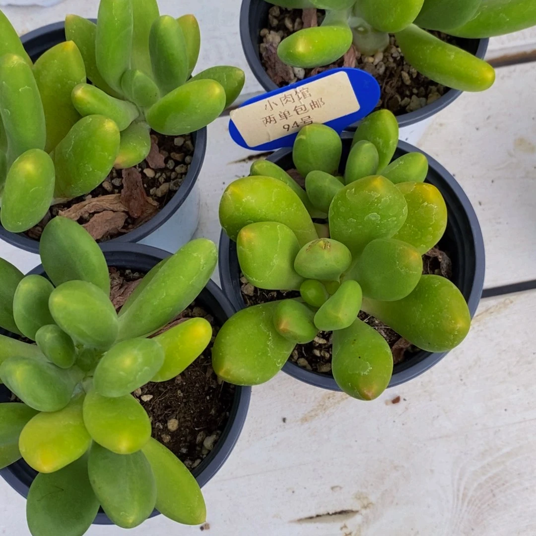 94-精品母本金蟾双头一个