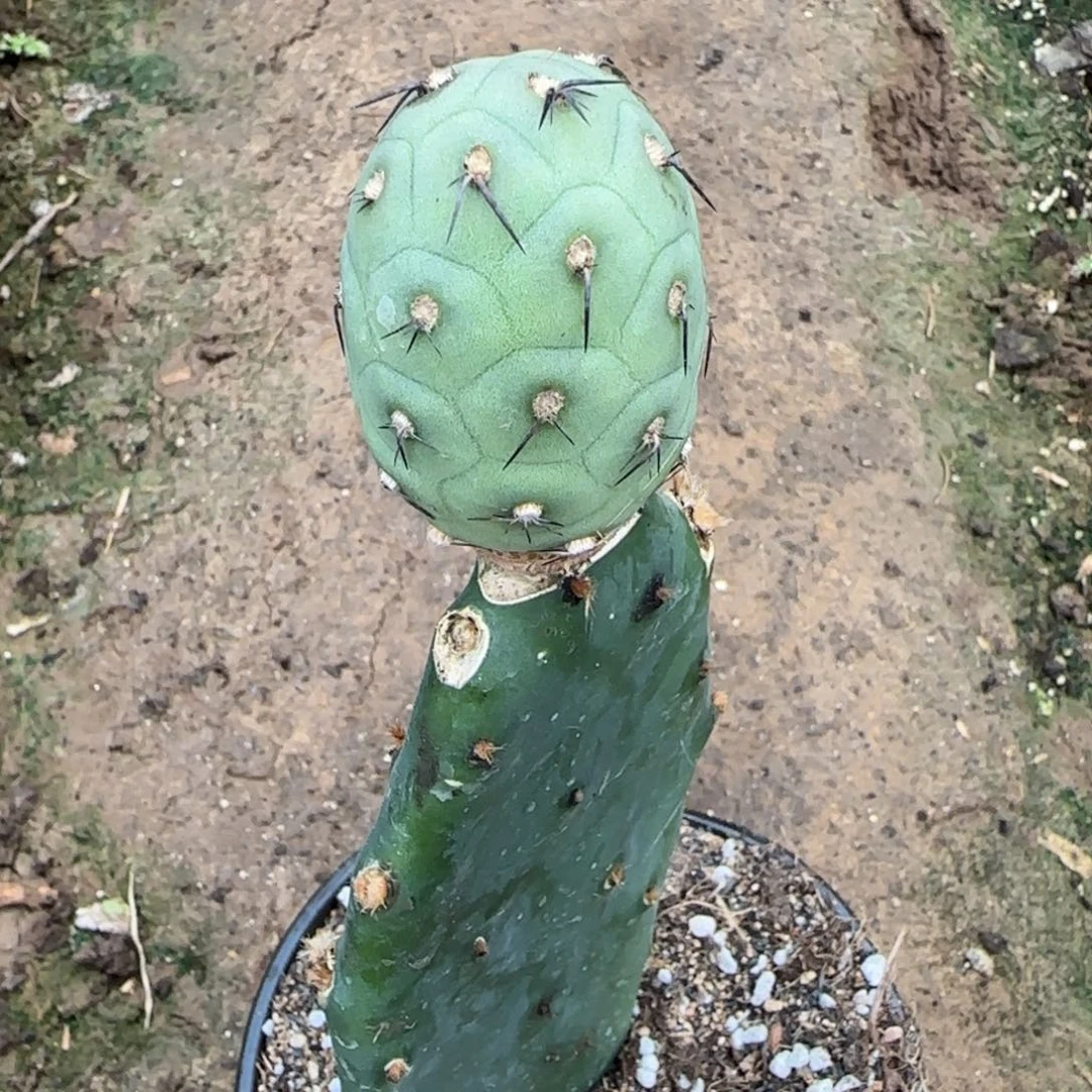 【闪购商品】无花朵快***营输入新品洞洞658