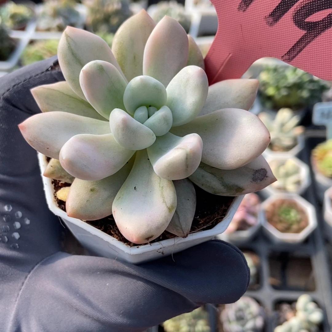 1419奥普锦多肉植物