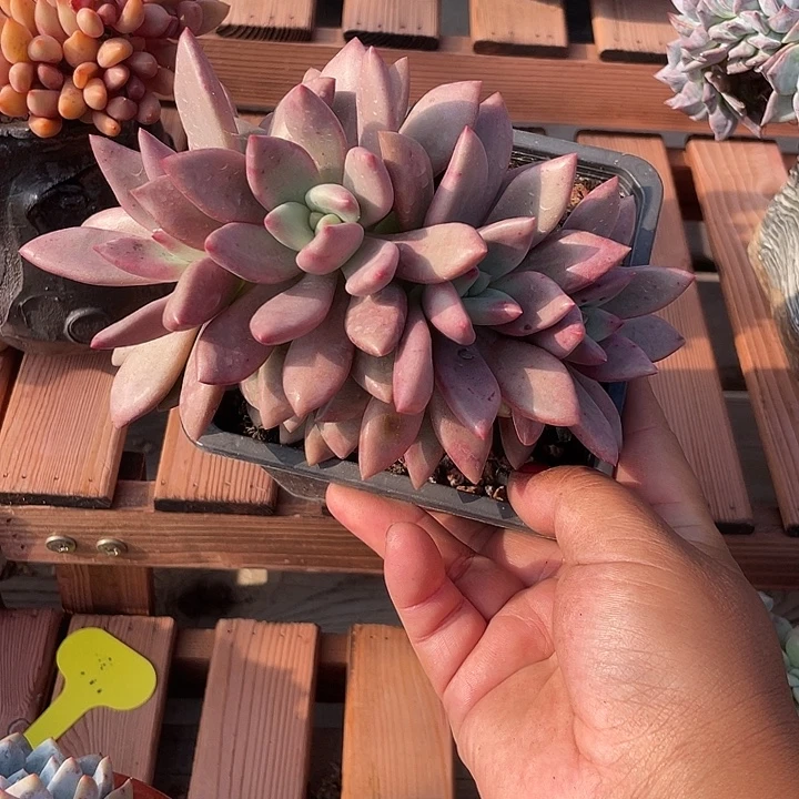 桃花源多肉植物朵朵缀