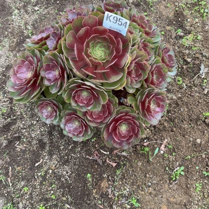 瑞妈多肉园艺954+