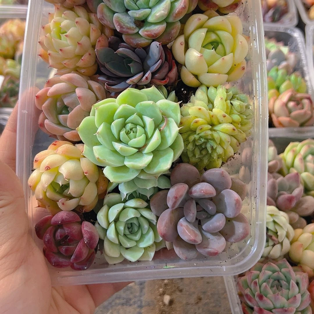 737，拼盘，带盆带土发货