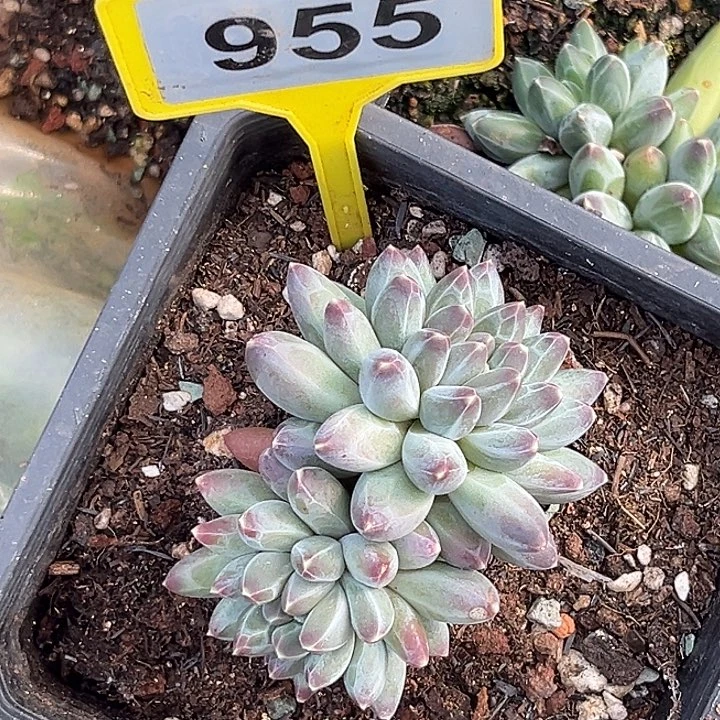 山***梨多肉植物申公豹955