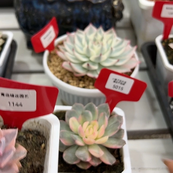 琦***婆5015.1144两颗多肉植物