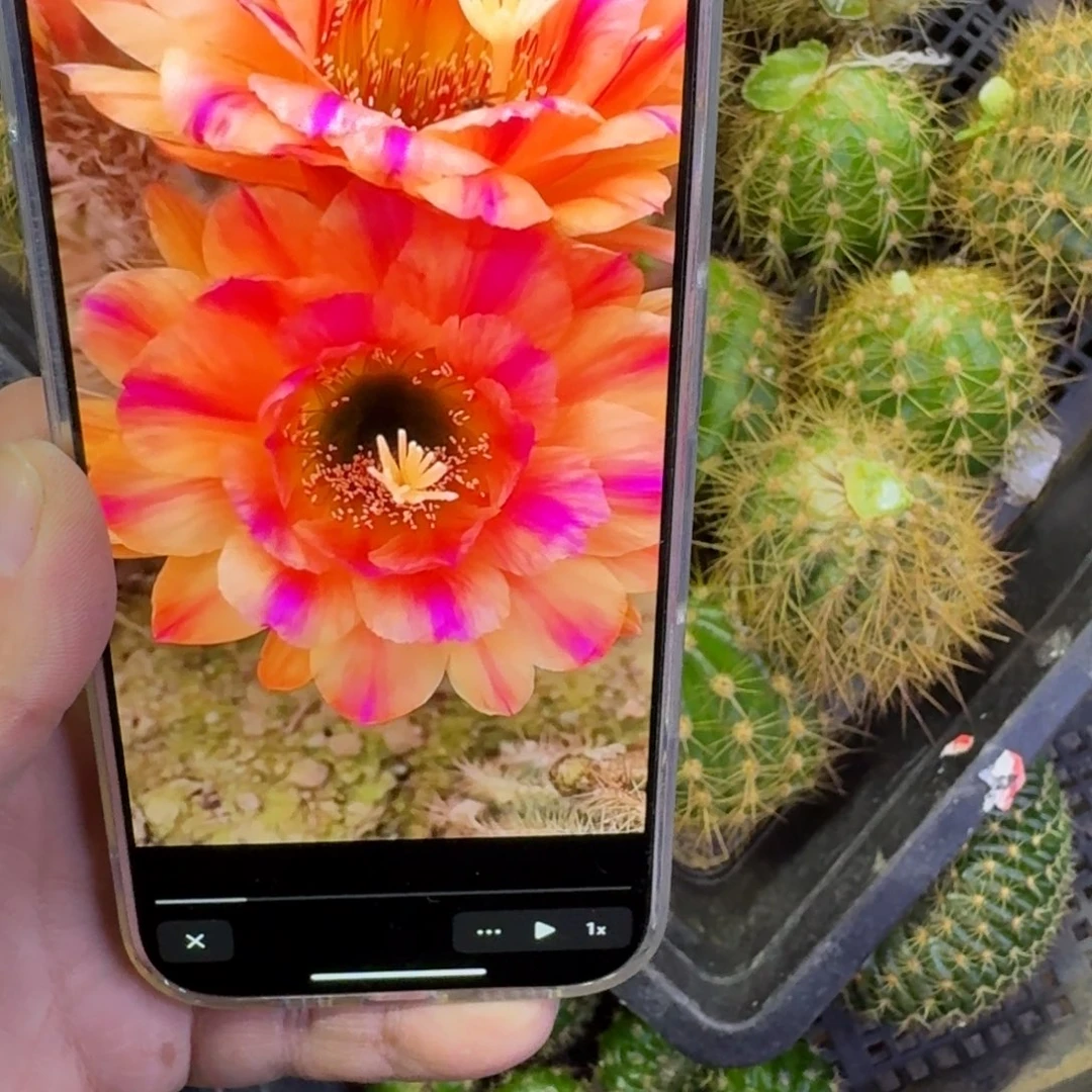 362毛粉条纹无根侧牙歪5公分左右，20包邮