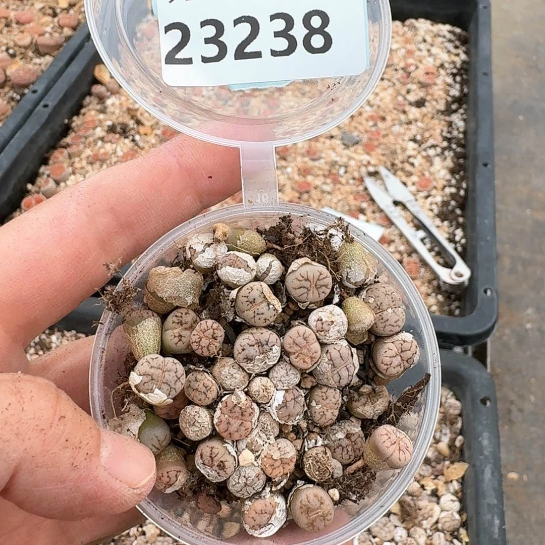 哎*?清框特价切糕188