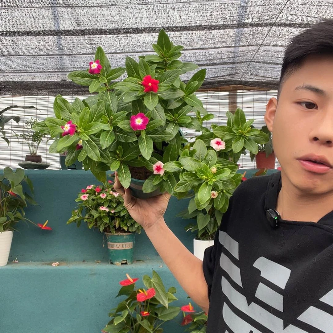 完全开放加仑盆天天开