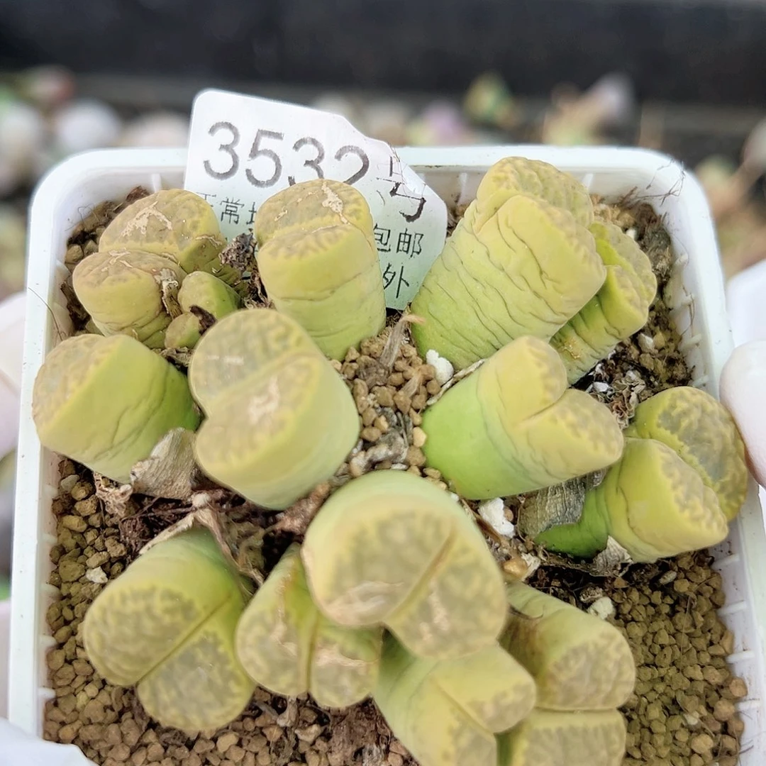 3532十年黄明玄大群生哦哦哦