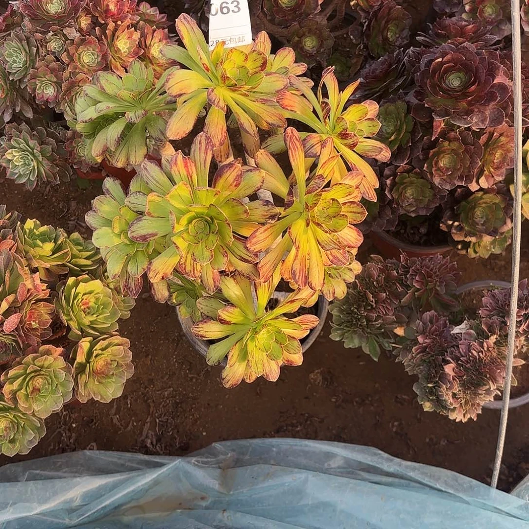 江****姐063V锦多肉植物