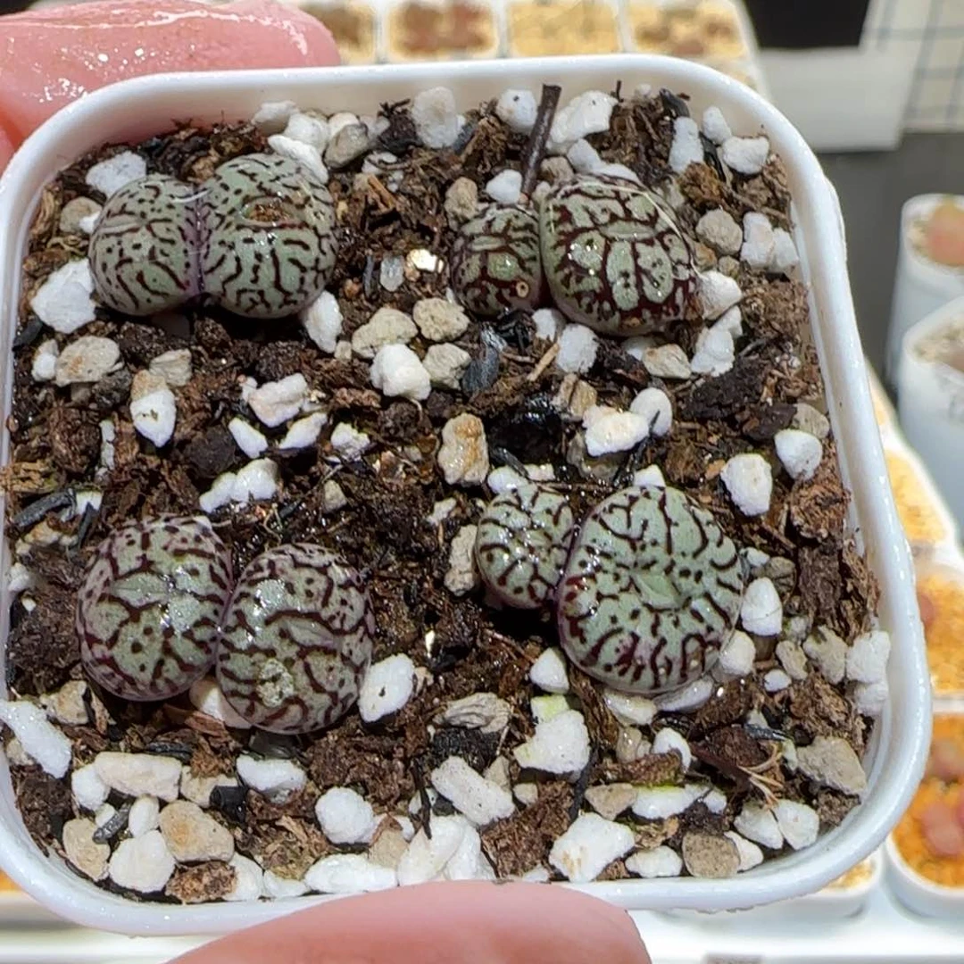 肉锥多肉植物百科-福利墨一盆130