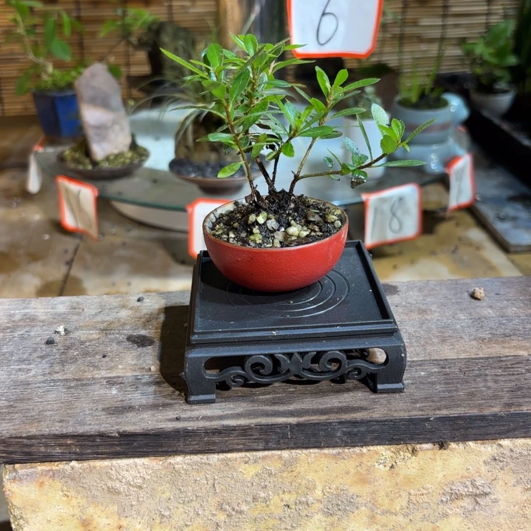 无花朵蕊***西退款拉黑 一物一拍101