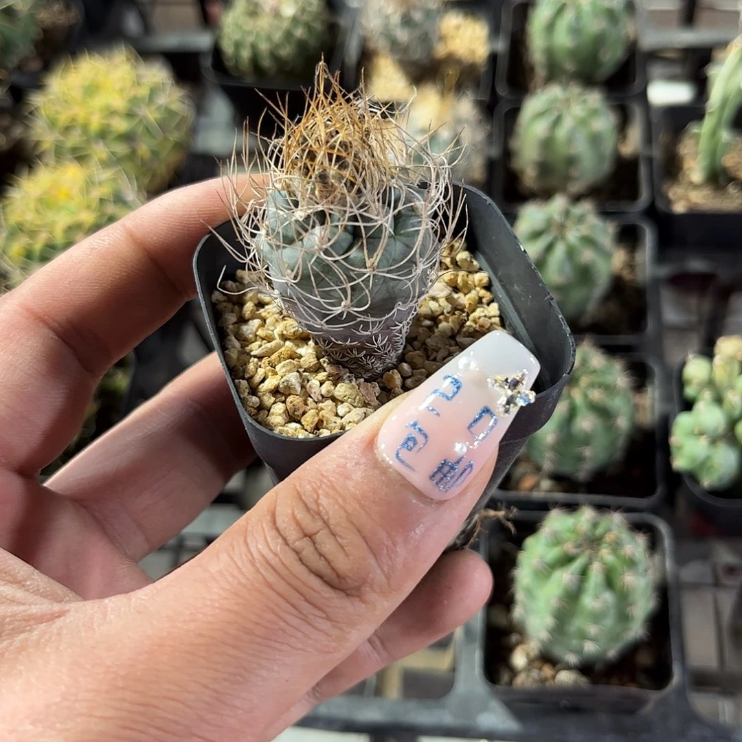 单头实生长城丸单头发货有根发货