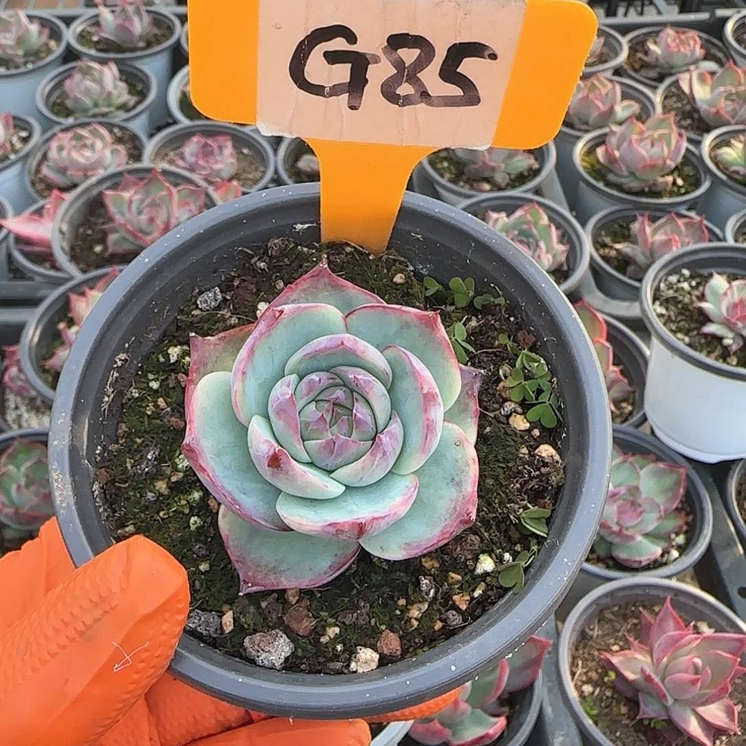 浅**凉G85惊鸿单头多肉