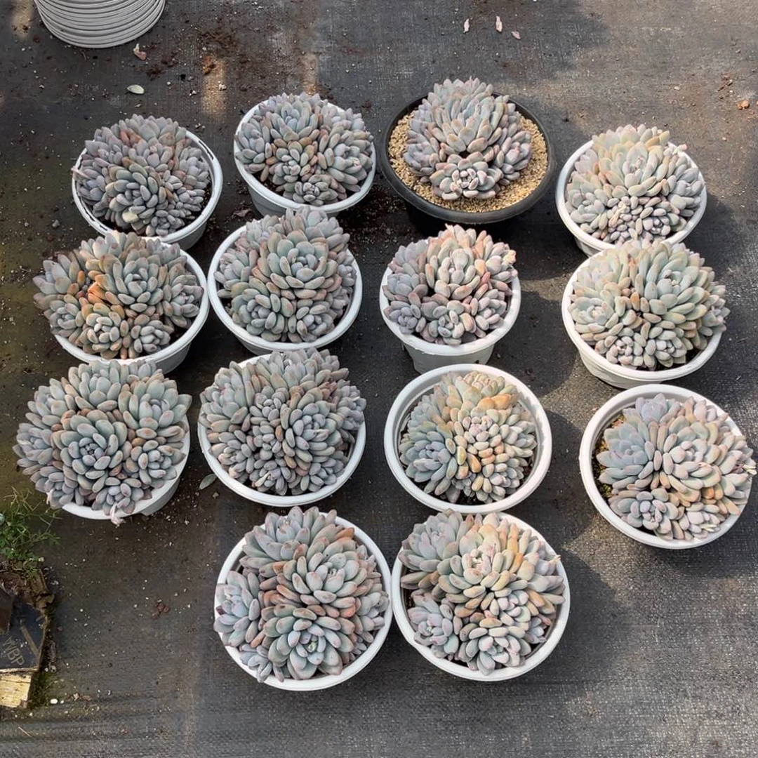 小雨多肉朵哥香水