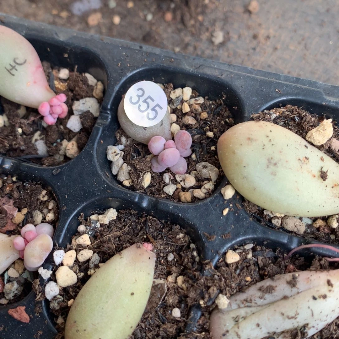 Т****я韩国彩虹奶酪355