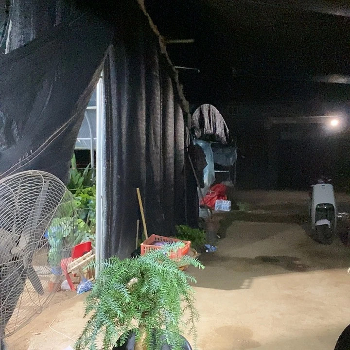 全部花苞澳洲杉小盆的38的